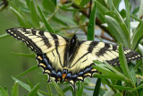 Papillon tigr du Canada - Canadian tiger swallowtail - Papilio canadensis - Papilionids (4176.1)