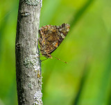 Vulcain - Red Admiral - Vanessa atalanta rubria - Nymphalids - (4437 a)