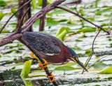 Hron vert - Green heron - Butorides virescens - Ardids