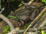 Grenouille verte - Green Frog - Lithobates clamitans melanota - Ranid