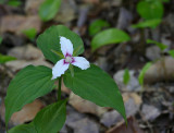 Trille ondul - Painted Trillium - Trillium undulatum - Liliaces