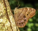 Satyre Perl - Northern Pearly-eye - Enodia anthedon - Nymphalids - (4568.1)