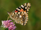 Belle dame - Painted lady - Vanessa cardui - Nymphalids - (4435) 