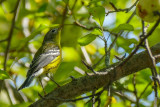 Paruline  tte cendre  - Magnolia warbler - Setophaga magnolia - Parulids