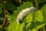 Chenille de lAcronycte dAmrique - American dagger moth caterpillar - Acronicta americana - Noctuids - (9200)