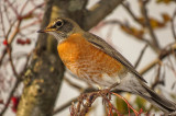 Merle dAmrique - American robin - Turdus migratorius - Turdids