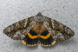 Likne du tilleul - Yellow-banded Underwing - Catocala cerogama - Erebids - (8802)