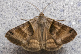 Arpenteuse du trfle - Clover Looper - Caenurgina crassiuscula - Erebids - (8738)