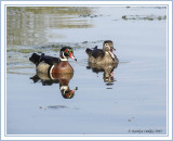 Mr. and Mrs. Wood Duck