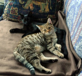 Minnie and  Marmite as kittens