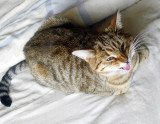 Minnie yawning