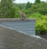 Minnie checking the antenna