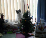 Chile at Christmas