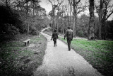 The Dogs Day Out