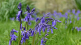 Bluebells (hyacinthoides non-scripta)