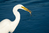 Great Egret with Staghorn Sculpin