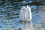 American White Pelican