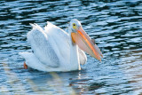 American White Pelican