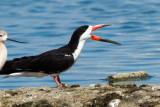 Black Skimmer