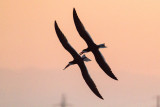 Black Skimmer pair flight