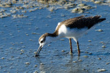 Juvenile Black-necked Stilt