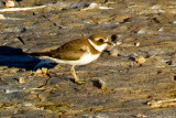 Semipalmated Plover #3