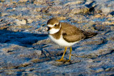 Semipalmated Plover #1