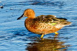 Cinnamon Teal