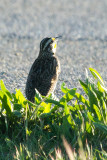 Western Meadowlark