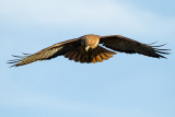 Red-tailed Hawk kiting