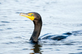 Double-crested Cormorant