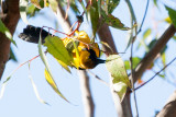 Hooded Oriole