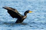 Double-crested Cormorant flapping