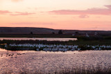 Pelicans leaving after sunset