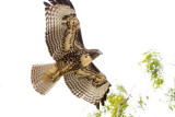 Juvenile Red-tailed Hawk