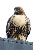 Juvenile Red-tailed Hawk