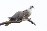 Eurasian Collard-Doves