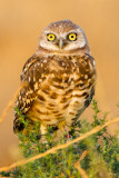 Burrrowing Owl