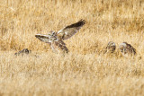 Four Burrowing Owls