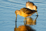 Long-billed Dowitchers