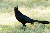 Great-tailed Grackle