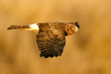 Northern Harrier