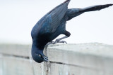 Great-tailed Grackle