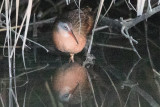 Virginia Rail