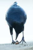 Great-tailed Grackle eating Sea Snail
