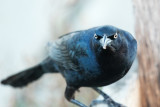 Great-tailed Grackle