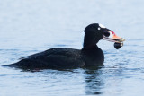 Surf Scoter with assorted bivalves