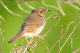 Hermit Thrush