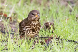 Fox Sparrow