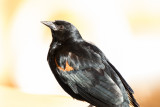 Red-winged Blackbird